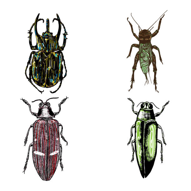 図面セットは、分離された昆虫点描をカラーします。点描画と孵化、シェーディング スタイル トレンディな刺繍で昆虫や虫のコレクションです。ベクトル。 - backgrounds isolated insect grasshopper点のイラスト素材／クリップアート素材／マンガ素材／アイコン素材