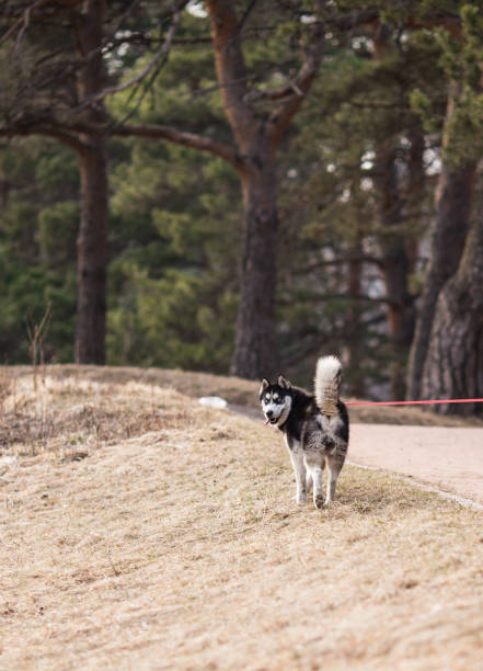 istock Dog walking in a park 871680120
