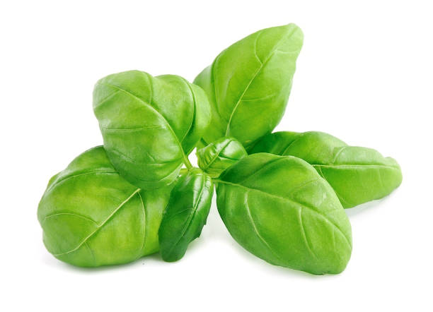 Basil leaves isolated Basil leaves isolated close up on white backgrounds. basil photos stock pictures, royalty-free photos & images