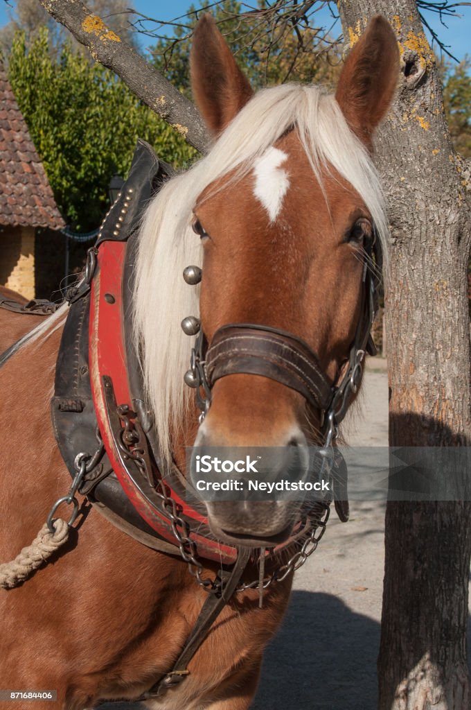 horse  hitched to a cart in alsatian village portrait of horse hitched to a cart in alsatian village Clydesdale Stock Photo