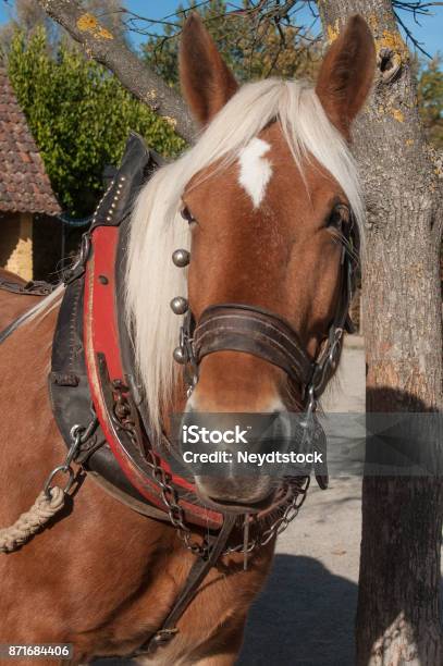 Horse Hitched To A Cart In Alsatian Village Stock Photo - Download Image Now - Clydesdale, Ancient, Animal