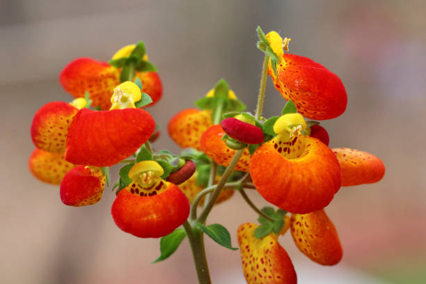 Lady's Purse Calceolaria, Lady's Purse or Slipper Flower (Calceolaria spec. Hybrid calynopsis orange), in flower, garden plant, Thuringia calceolaria stock pictures, royalty-free photos & images