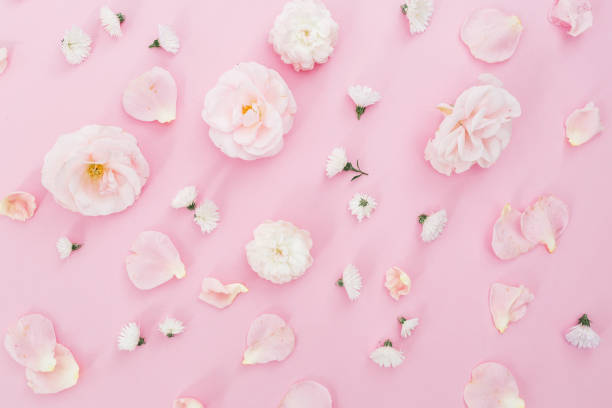 istock Floral pattern of white roses isolated on pink background. Flat lay, top view. 871687066