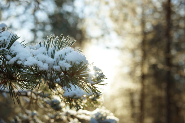istock A pine branch covered with snow in the forest on a sunny day 871687624