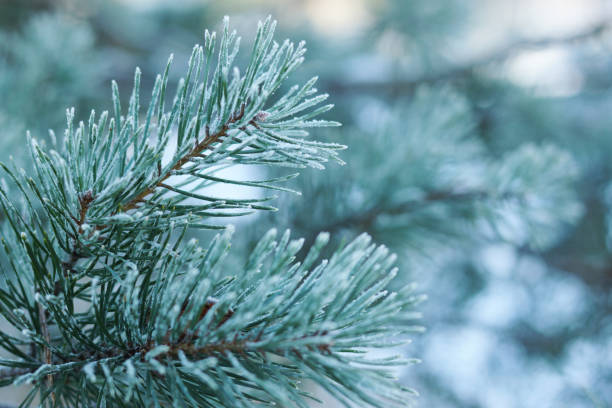 istock Pine branches with needles covered with hoarfrost, early winter 871687690