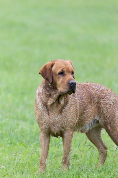 istock Dog in the meadow 871688524