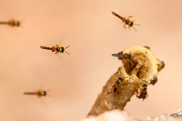 Tetragonisca angustula colony - honeybees jatai - in flight