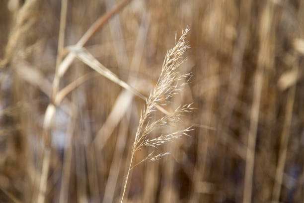 istock reeds in winter nature 871694760