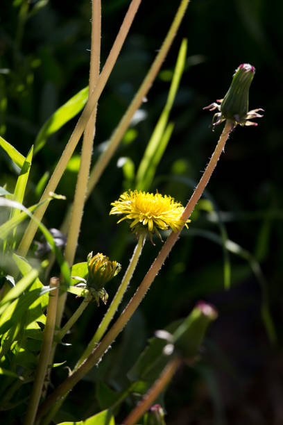 istock yellow dandelion in nature 871695930