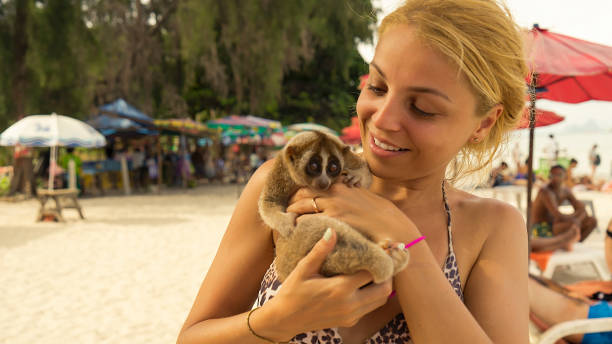 mono salvaje slow loris en mujeres mano mirando a cámara - lorif fotografías e imágenes de stock