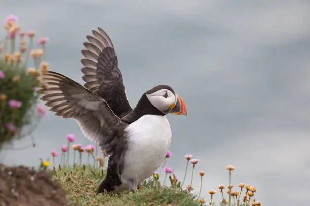 An Atlantic Puffin (Fratercula arctica) standing on cliffs amongst pink flowers of Sea Thrift, flapping it's wings, Flamborough Head, East Yorkshire. UK