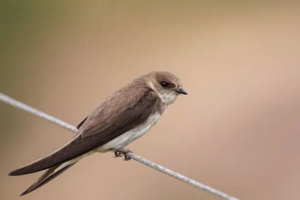 An adult Sand Martin (Riparia riparia) perched on a wire fence, against a blurred natural background, East Yorkshire, UK