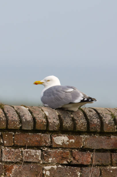 istock Adult Herring Gull resting on a wall 871698240