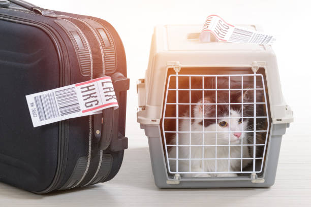 istock Cat in the airline cargo pet carrier 871698294
