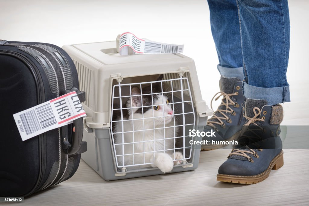 Chat dans le porte-bagages pour animaux de compagnie aérienne - Photo de Chat domestique libre de droits