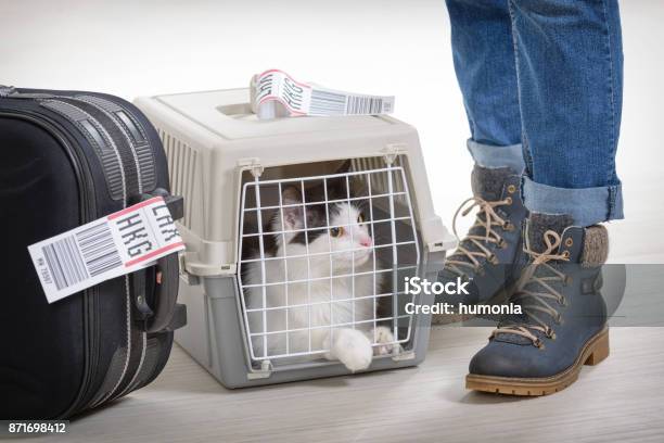 Photo libre de droit de Chat Dans Le Portebagages Pour Animaux De Compagnie Aérienne banque d'images et plus d'images libres de droit de Chat domestique