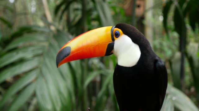 Toucan Bird in Brazil