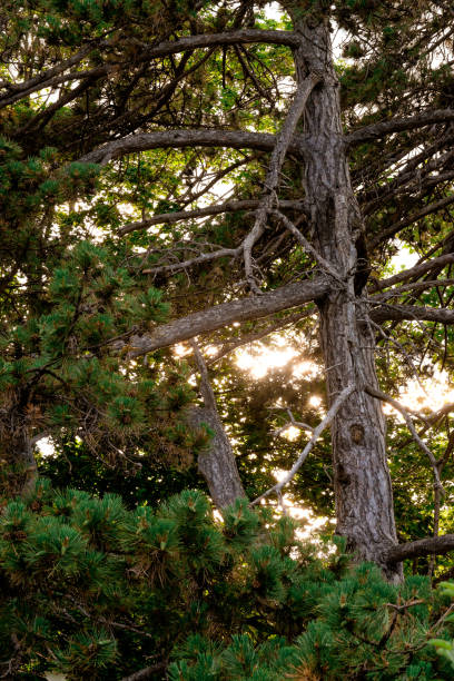 istock Background from green Fir tree branch. 871703474