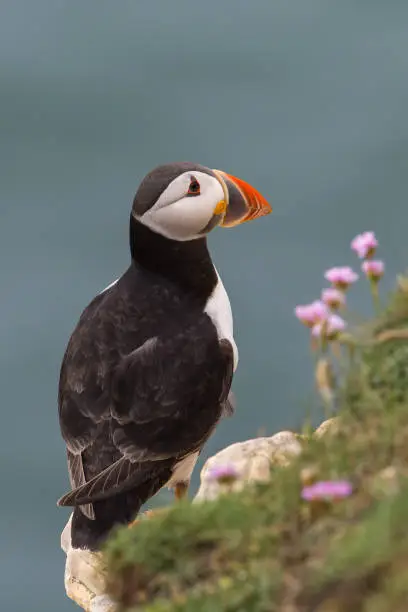 An Atlantic Puffin (Fratercula arctica) standing on a cliff against a blurred sea background, Flamborough Head, East Yorkshire. UK