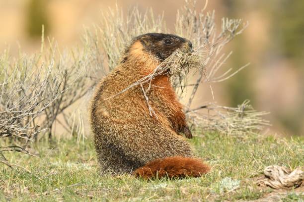 istock Yellow Bellied Marmot 871706610