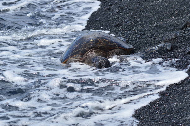 istock Turtles On A Black Sand Beach In Hawaii 871707294