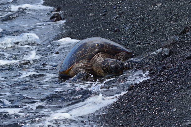 istock Turtles On A Black Sand Beach In Hawaii 871707330