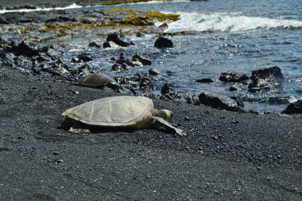 istock Turtles On A Black Sand Beach In Hawaii 871707358