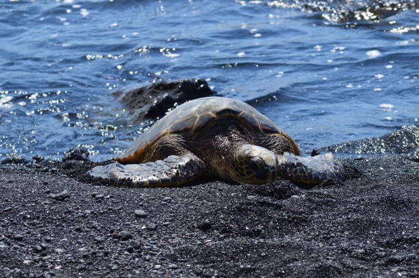 istock Turtles On A Black Sand Beach In Hawaii 871707482