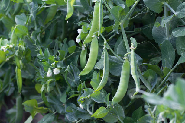 istock Green peas plant in the garden 871708068