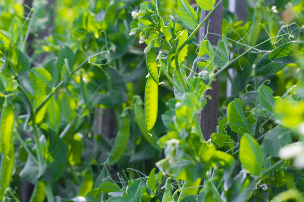 istock Green peas plant in the garden 871708082