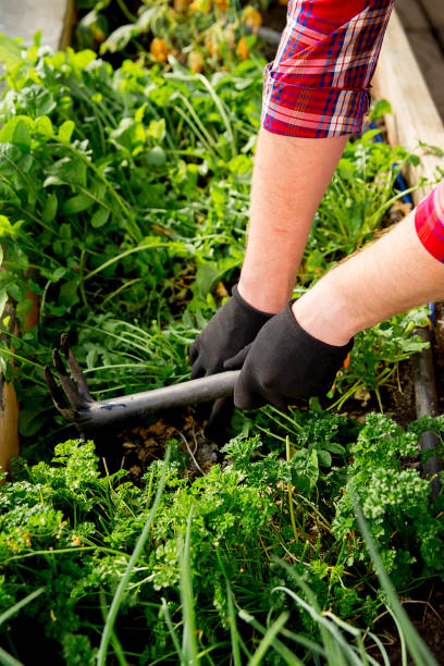 istock Happy couple gardening 871718108