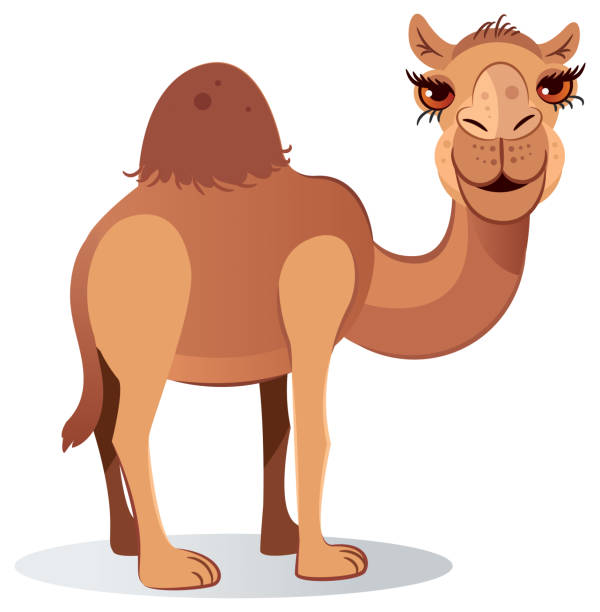 джемаль и море - camel animal dromedary camel desert stock illustrations