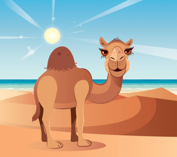 Camel and Desert Vector Camel and Desert western sahara stock illustrations