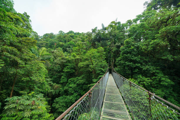 istock Suspension bridge in rainforest 871718336