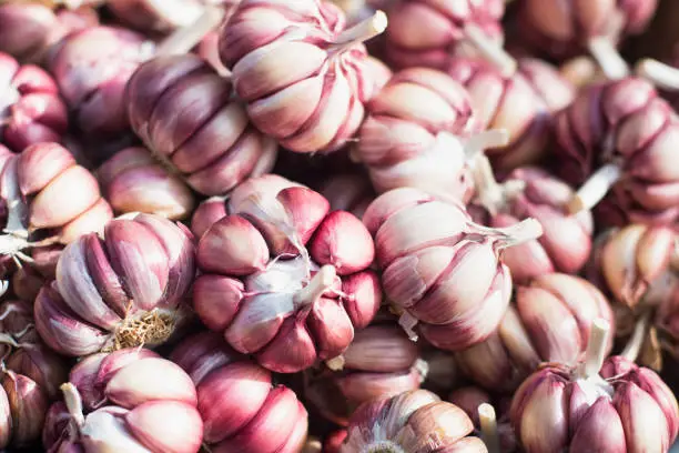 Colorful bright garlic pile texture. Garlic on market table closeup. Healthy food spice image. Spicy cooking ingredient picture. Selective focus.