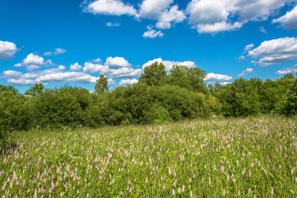 istock Summer landscape with white flowers. 871719918