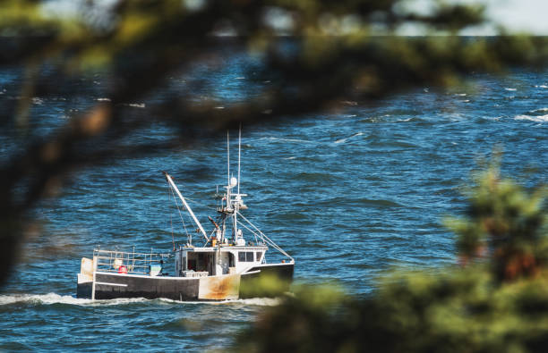 랍스터 배죠 - nova scotia bay of fundy bay horizon over water 뉴스 사진 이미지