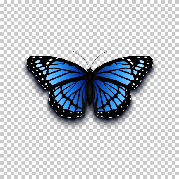 Realistic butterfly icon. Realistic butterfly icon. perfect for your presentration. Vector illustration drawing of spring free stock illustrations