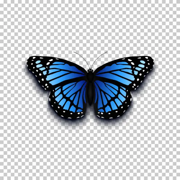 Vector illustration of Realistic butterfly icon.