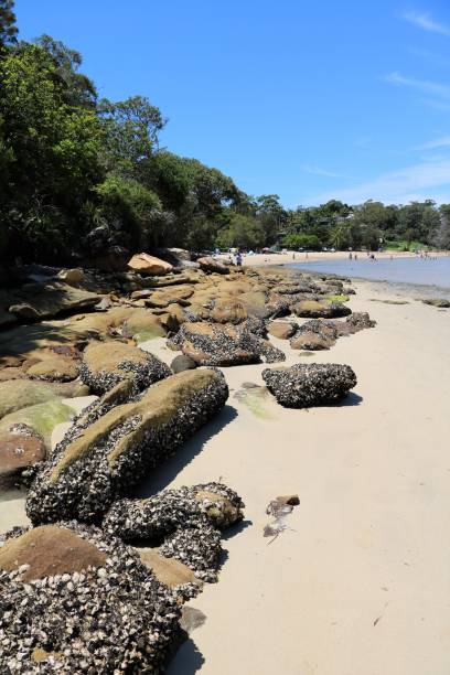 istock Low tide at Burraneer Cronulla beach in Sydney, Australia 871722604