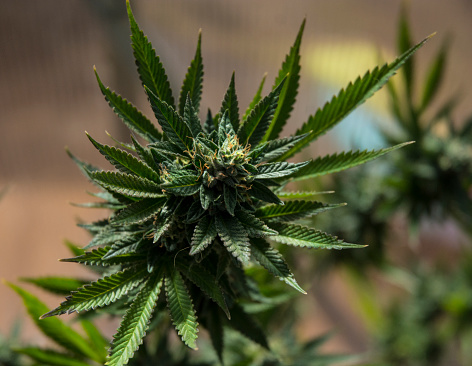 Marijuana Cannibus Flower Bud Plant Macro