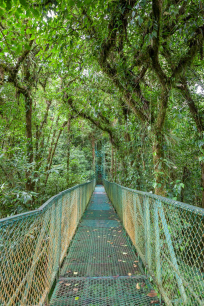 istock Suspension bridge in rainforest 871722900