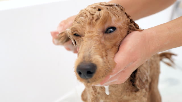 Female hands washing the dog .