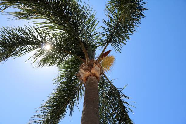 Holidays under a coconut palm in Australia Holidays under a coconut palm in Australia syagrus stock pictures, royalty-free photos & images