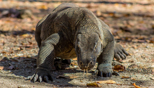 istock Komodo Dragon on Komodo Island, Indonesia 871723456