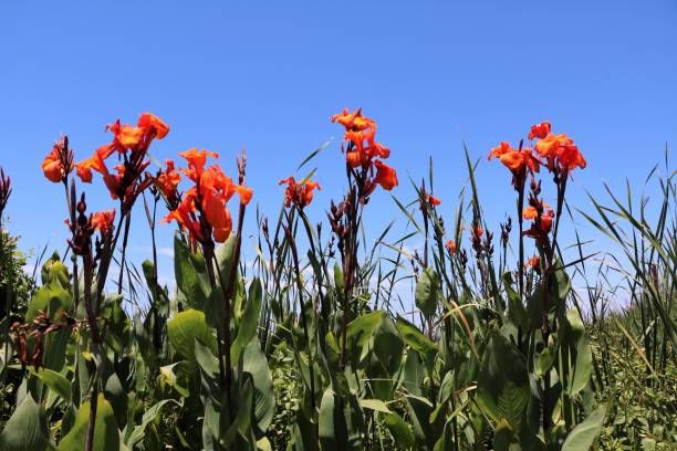 Canna hybride in summer, Australia