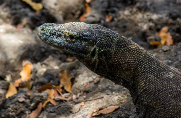 istock Komodo Dragon on Komodo Island, Indonesia 871723994
