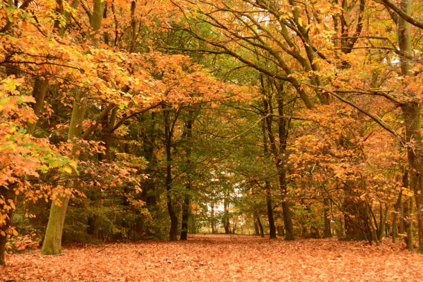 istock Open space in a forest on the Veluwe during Autumn time.. 871729616