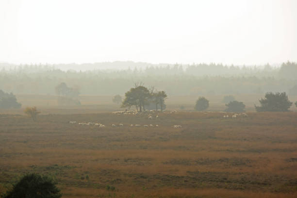 High angle view of moor and a flock of sheep.\n