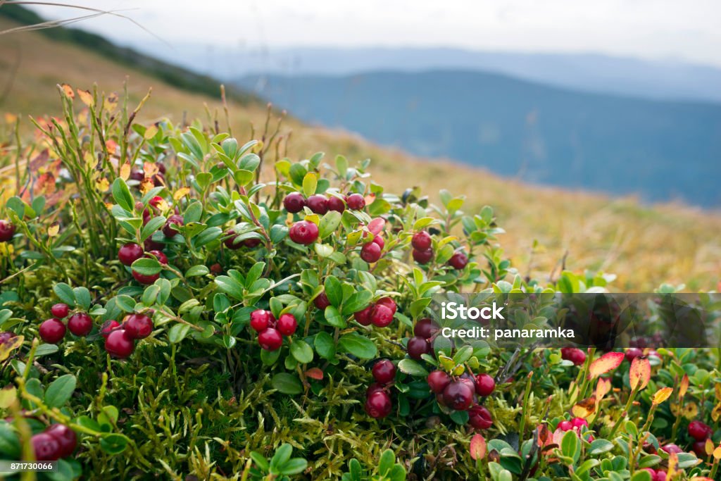 cubierta otoño pintoresco en las montañas - Foto de stock de Arándano rojo - Fruta baya libre de derechos